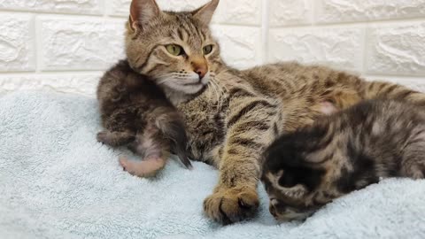 A mother cat carries her kittens to bed in her mouth 💕