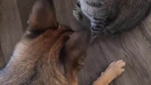 Dog vs cut fight