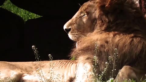 Lion lie in nature