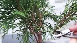 Making Bonsai from a Thuja