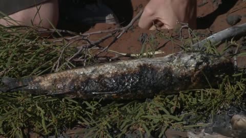 Aboriginal cooking - mullet