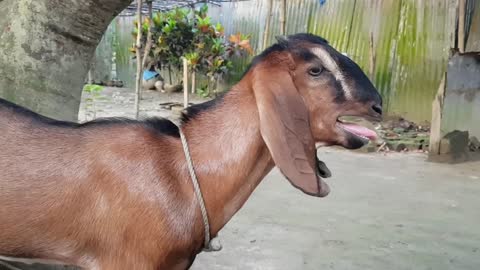 My Cute Red Goat Real Sound Loudly _ Goat Screaming Loudly At Our Home