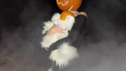 A cat in a pumpkin shell
