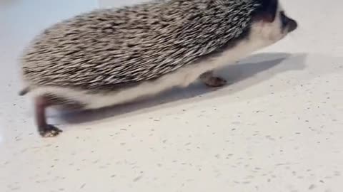 Cowboy Hedgehog