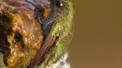 "Feathers of Enchantment: The Mesmerizing Beauty of Birds"