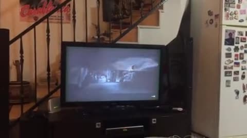 Jack Russell Shows Owner Scary Movies Aren't For Everyone