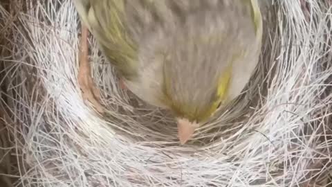 Feeding baby canaries is amazing