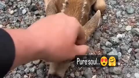 Lovable moment of baby deer.