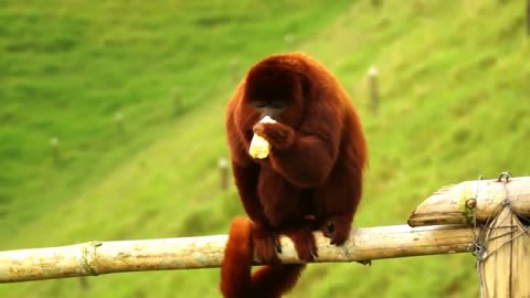Howler Monkey Finds A Banana