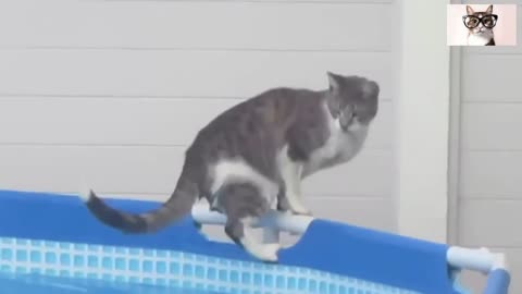 Hilarious and Funny Fail Cat Compilation: Try not to laugh!