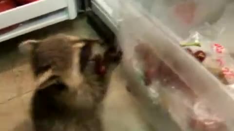 Little raccoons enjoy their food