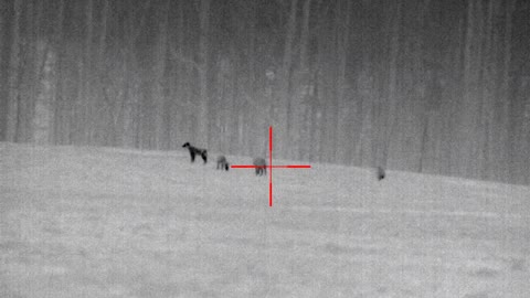 5 Coyotes - Count to Three!