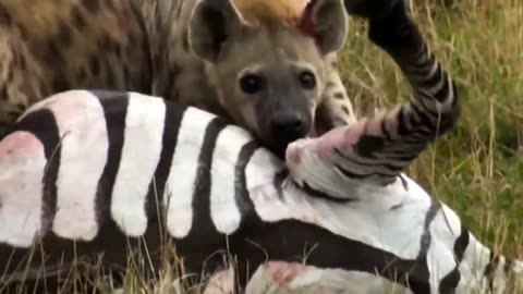 Hyena vs. Zebra: Intense Wildlife Encounter
