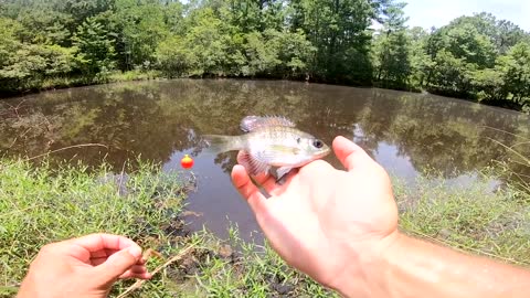 Fishing A Small Pond With Live Bait.