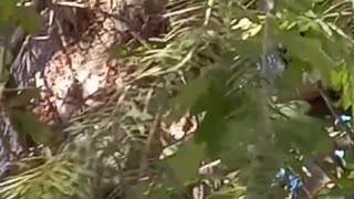 Two Bears Up a Tree A Wild Encounter Caught on Camera