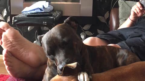 Staffy sisters ear clean time