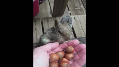 Hungry pet squirrel stores up acorns for winter