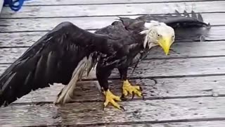 Rescuing a Bald Eagle