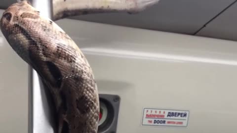 Jeziv prizor u metrou: Ogromna zmija u vozu, putnici „mrtvi hladni“