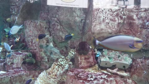 Aquarium with fish at Caesars Palace in Las Vegas.