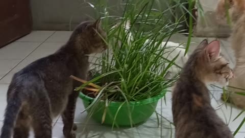 Cats were eating the grass.