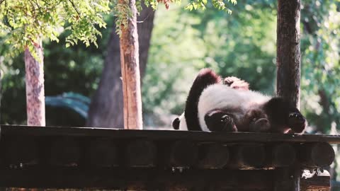 Giant pandas bask in the sun
