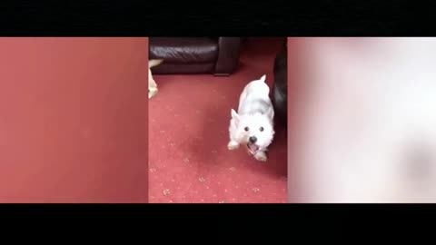 Dog playing with food ends up being eaten by another dog