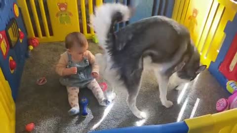 Husky Knocks Baby Down!!😭. But Says Sorry In The Cutest Way!!💖. [CUTEST VIDEO EVER!!]