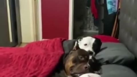 Adorable dog video