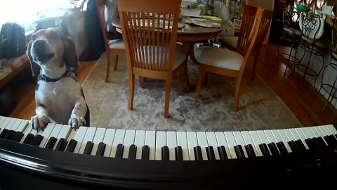 My Furry Valintine Featuring Buddy Mercury Piano Dog 🐶