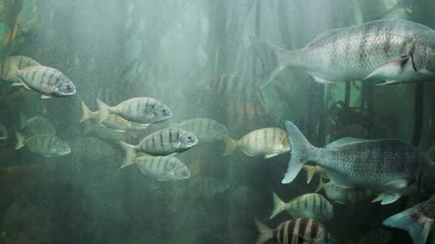 A School Of Fish Swimming Underwater