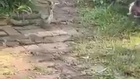 dog vs snake full fight