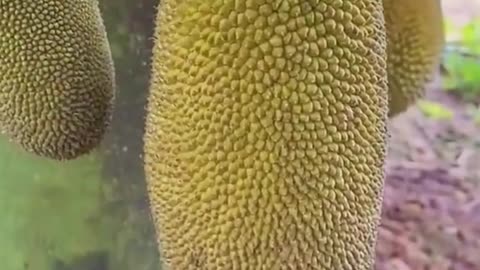 timelapse of jackfruit growth from small to large