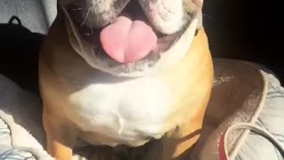 English Bulldog loving the sunshine