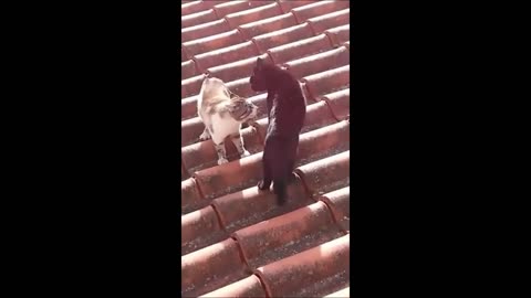 Funny animal videos 2023🤣 Funny cats/dogs- 😂 Funny Animal