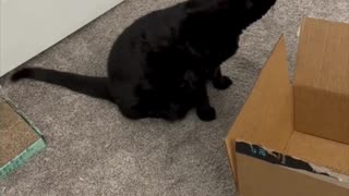 Adopting a Cat from a Shelter Vlog - Cute Precious Piper Does the Box Inspecting #shorts