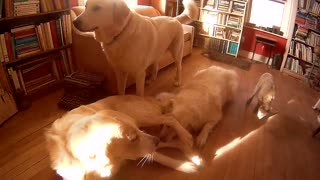 Dogs and lambs in the sunny morning office
