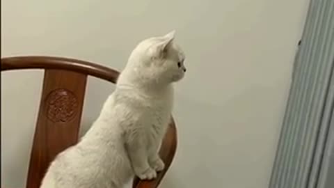 Amazing cat 🐈 trending video