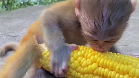 the corn is bigger than baby 😂😂❤️❤️❤️❤️❤️❤️