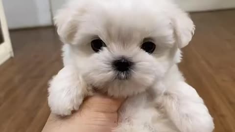 Cutest Maltese puppies