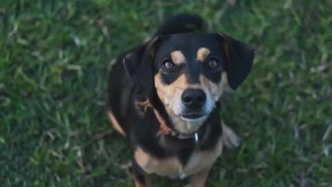 Cute Dog Sitting In The Yard!!