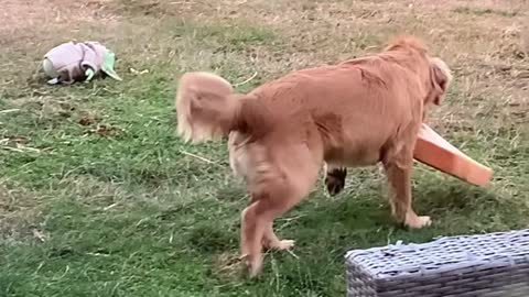 A Dog Steals a Bread Loaf's Sleeping Slice