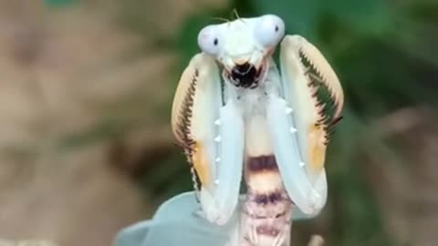 Giant praying mantis