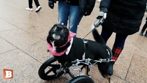 Pooch in a Pussyhat: Disabled Dog at Leftist Women's March