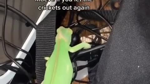 The Chameleon Try to Hunting the Insects @ animalsdoingthings #rumble #insects #viralvideo