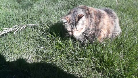 A Cat's Grass-Eating Adventure