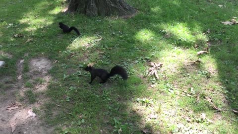 Black squirrels at Kew Gardens, the Beachs Toronto