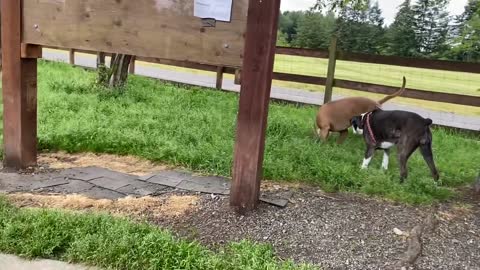 German Shepherd Attacks Pit bull [OFF LEASH DOG PARK]