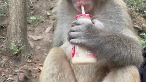 This is the sweetest monkey I've ever met