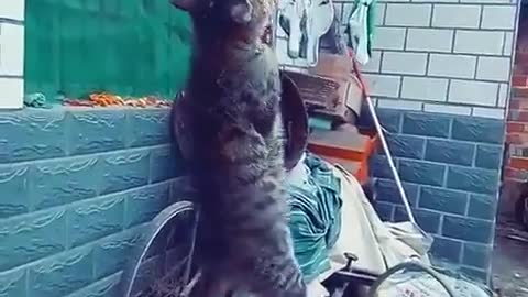An avid cat eats fish